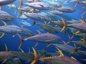 yellowfin tuna exporters india